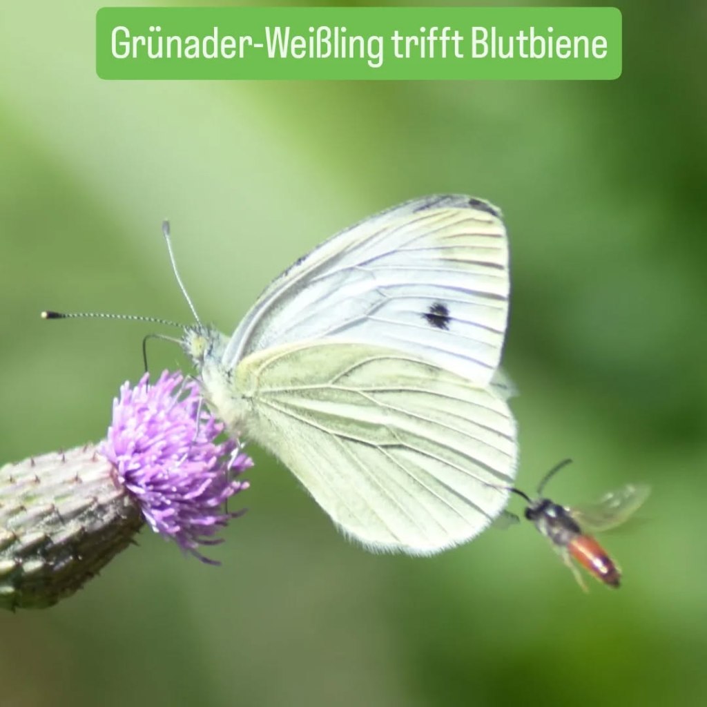 Grünaderweißling und Blutbiene