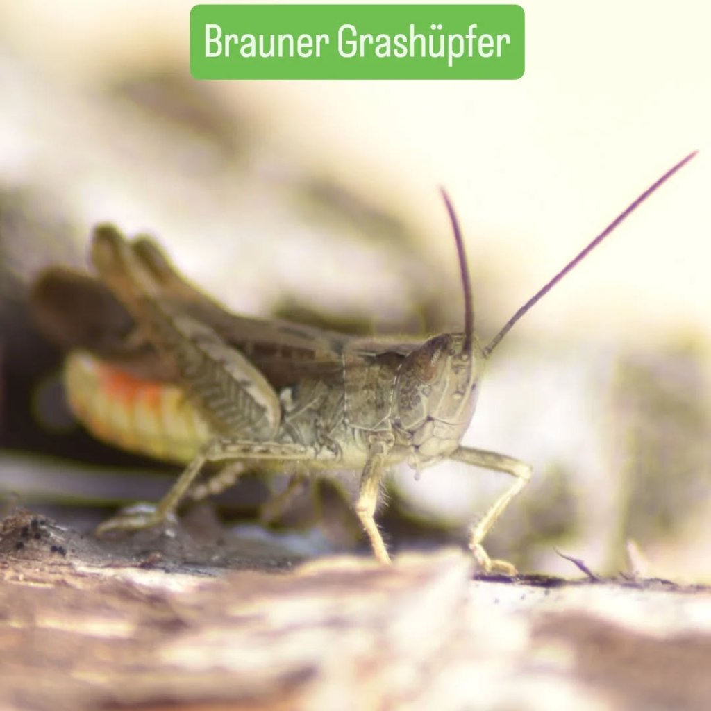 Brauner Grashüpfer