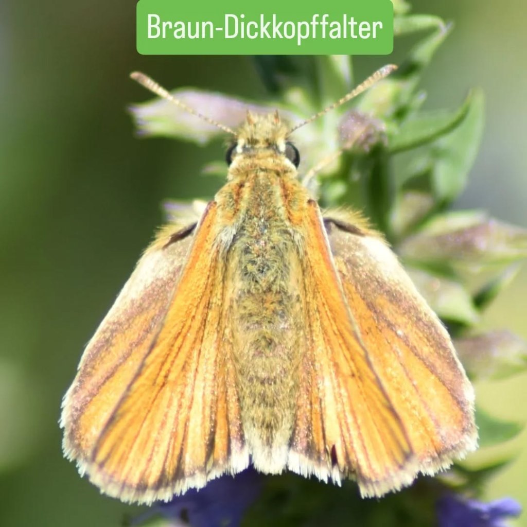 Braun-Dickkopffalter