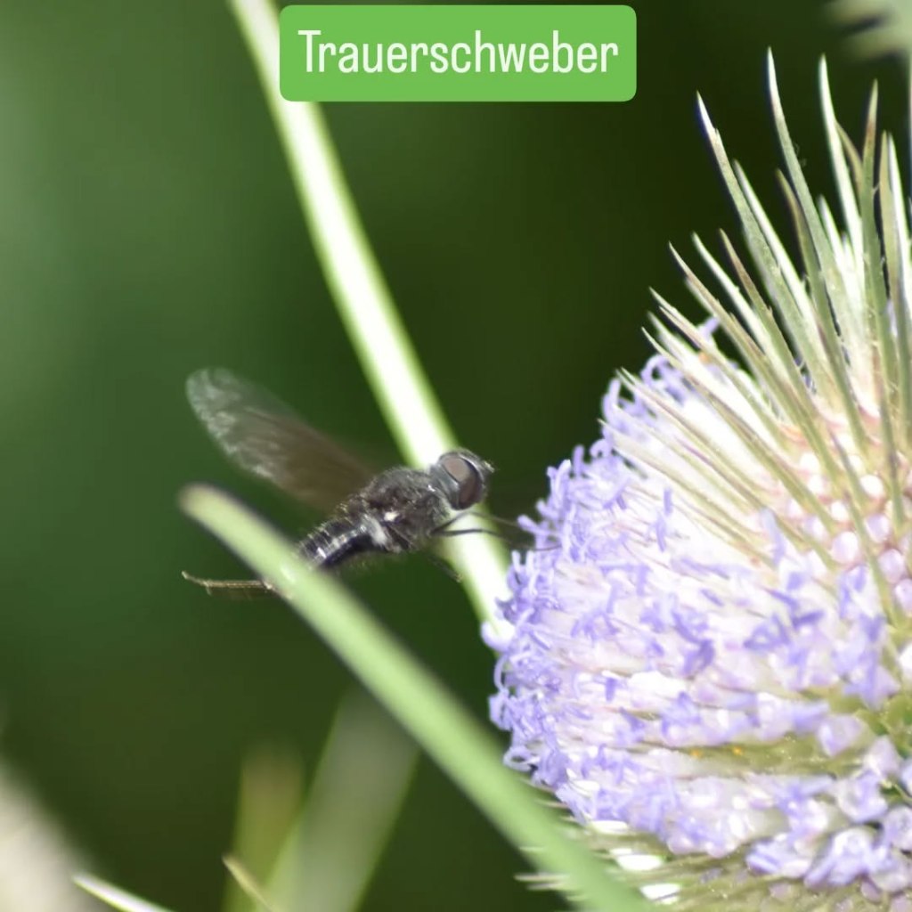 Trauerschweber