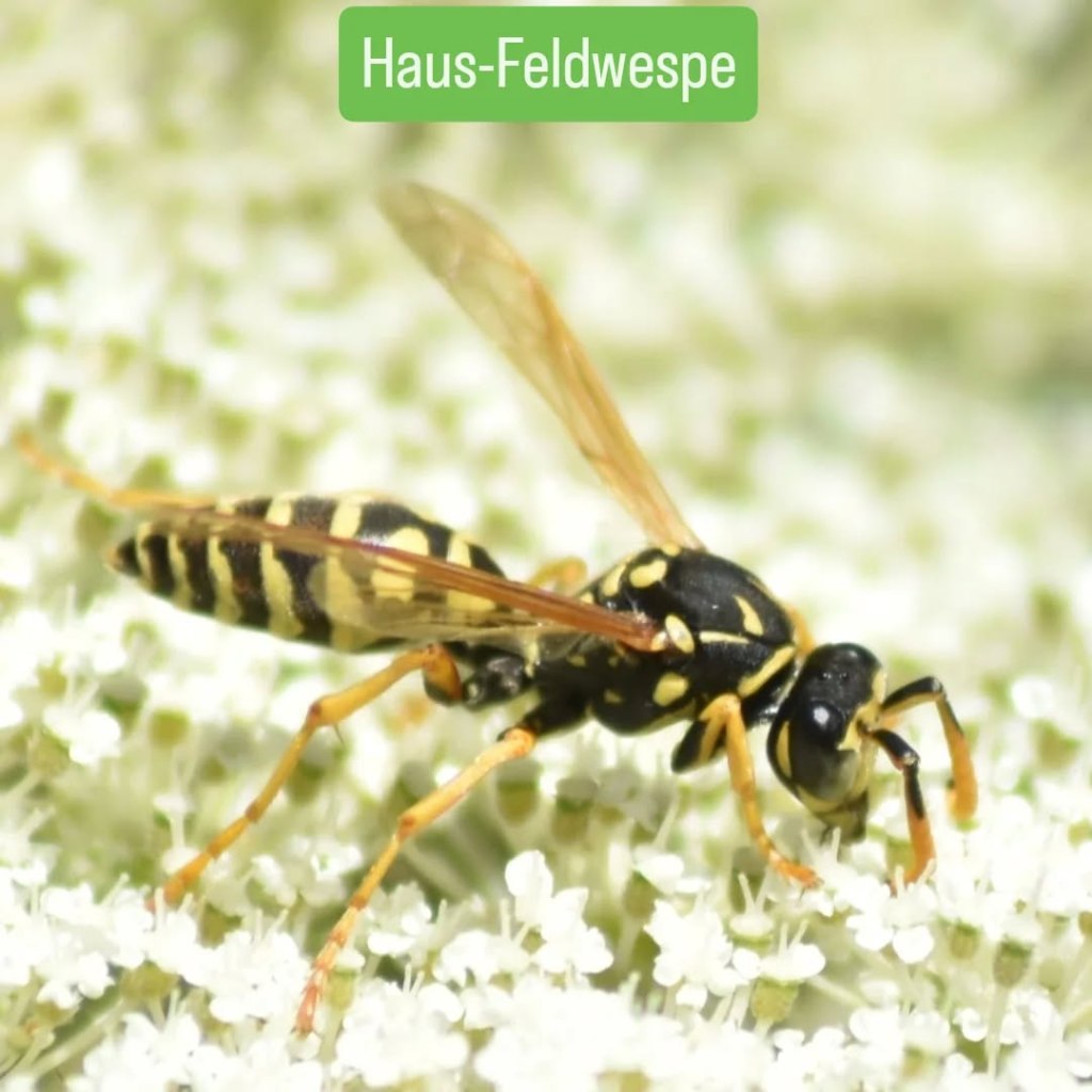 Haus-Feldwespe