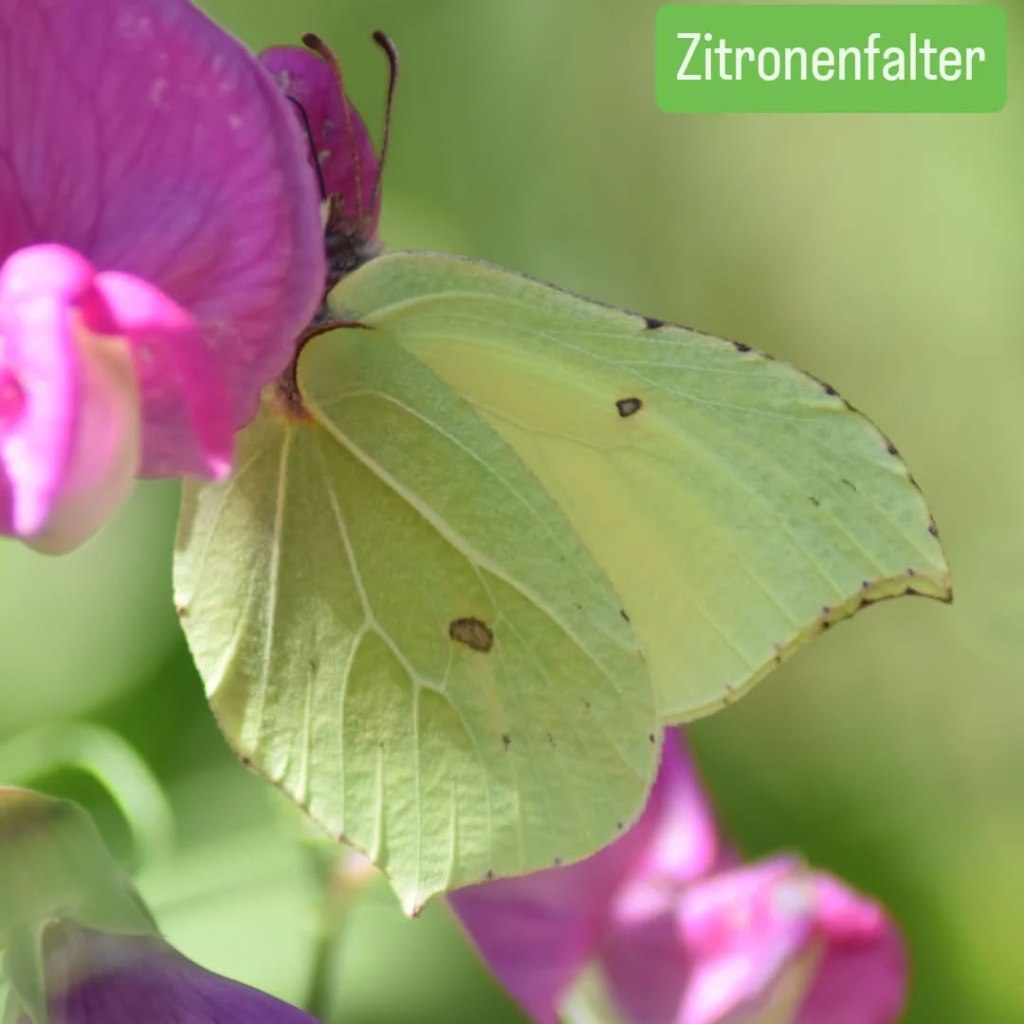 Zitronenfalter