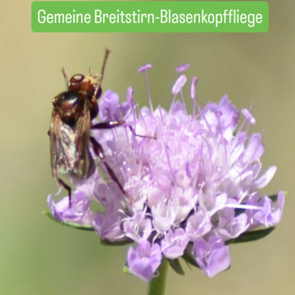 Gemeine Breitstirn-Blasenkopffliege